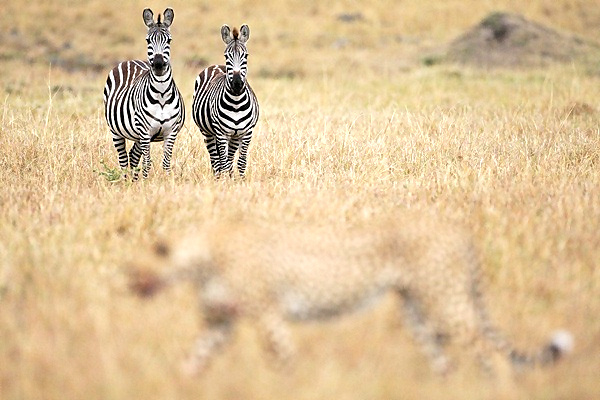 European Wildlife Photographer 2010