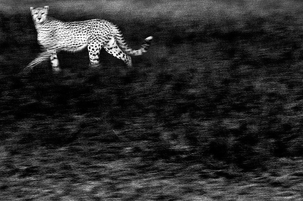 European Wildlife Photographer 2010