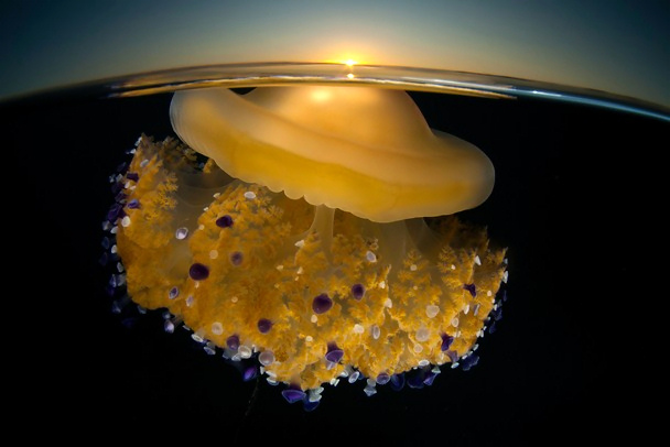 National Geographic 2011