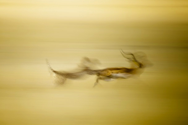 National Geographic 2011