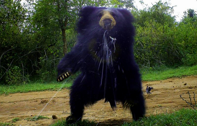 Camera-trap Photo of the Year 2012