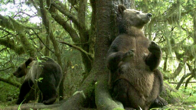 Camera-trap Photo of the Year 2012