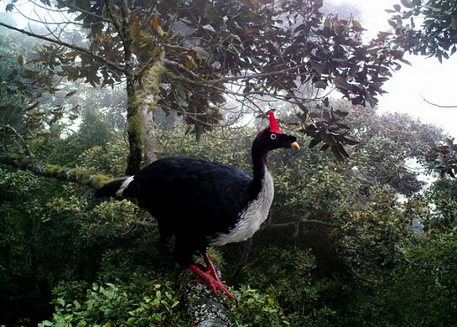 Camera-trap Photo of the Year 2012