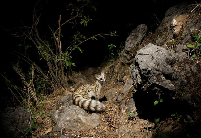 Camera-trap Photo of the Year 2012