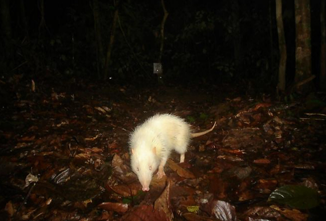 Camera-trap Photo of the Year 2012