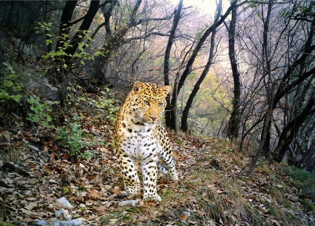 Camera-trap Photo of the Year 2012